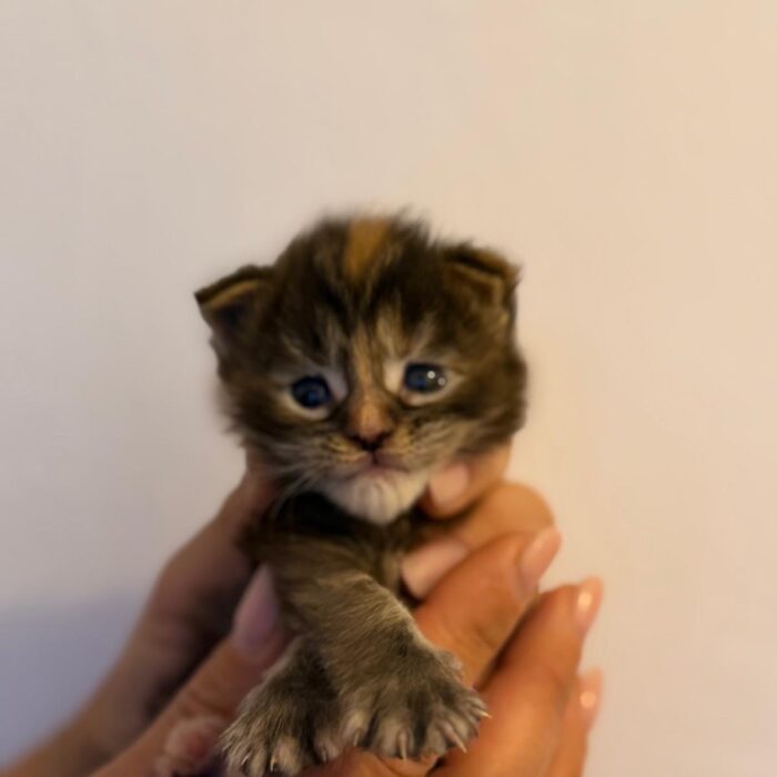 01 - FEMMINA - TORTIE