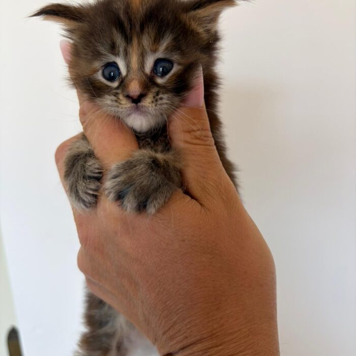 Hope-1°femmina-tortie
