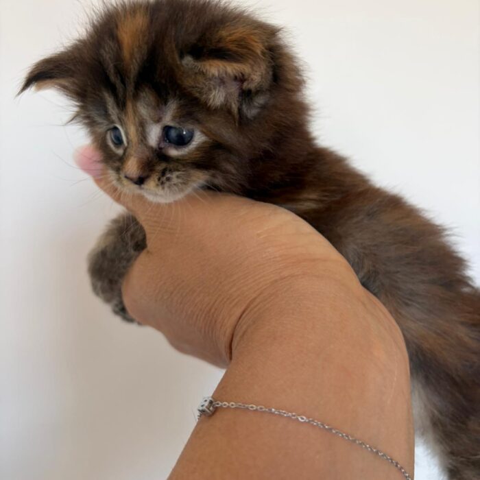 Hope-1°femmina-tortie(2)