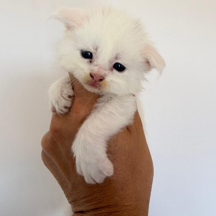 Milky-1°maschio-bianco-non disponibile
