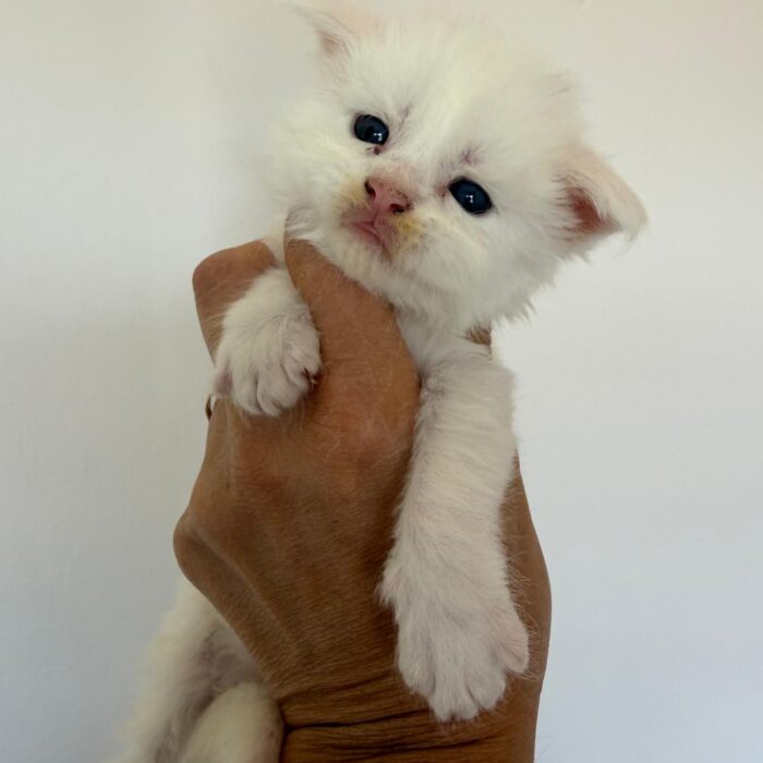 Milky-1°maschio-bianco-non disponibile(1)