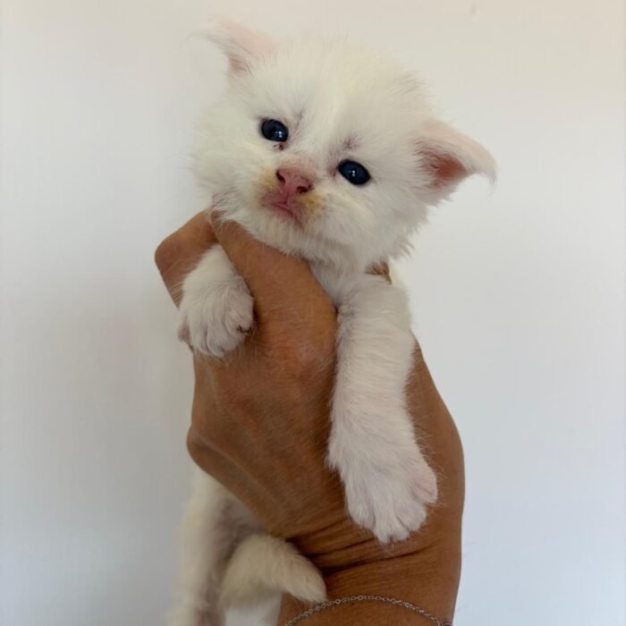 Milky-1°maschio-bianco-non disponibile(2)