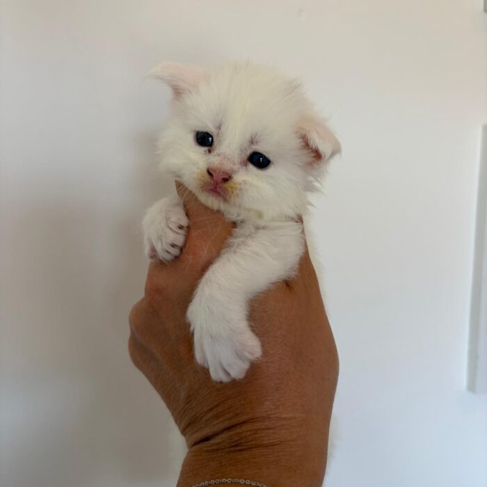 Milky-1°maschio-bianco-non disponibile(3)