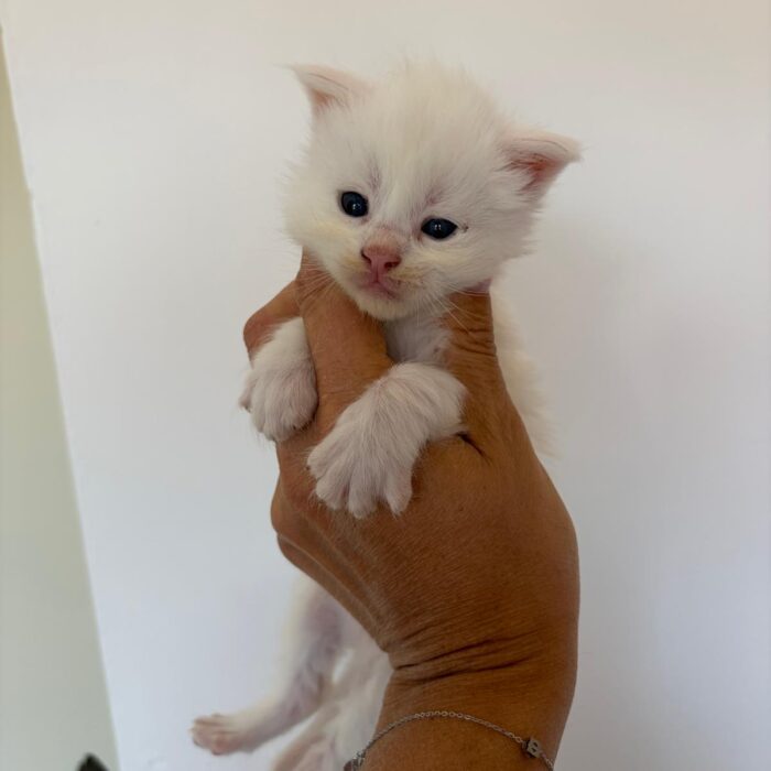 Milky-2°maschio-bianco-disponibile