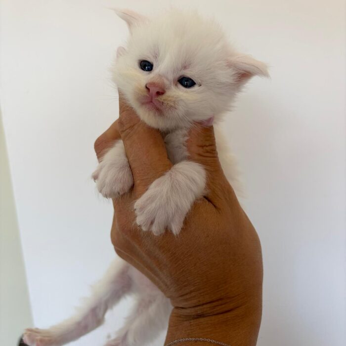 Milky-2°maschio-bianco-disponibile(2)