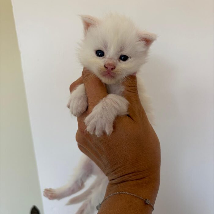 Milky-2°maschio-bianco-disponibile(3)